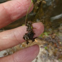 Utricularia graminifolia Vahl